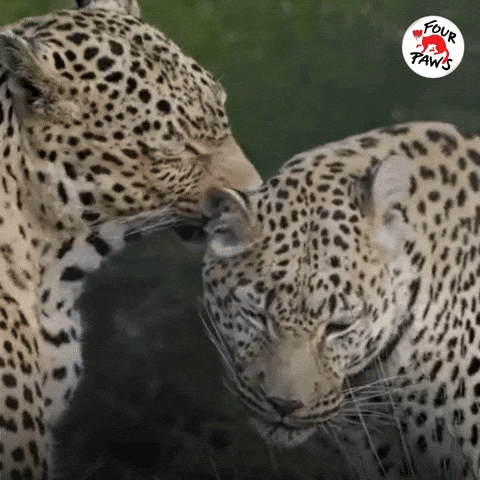 Valentines Day Valentine GIF by FOUR PAWS