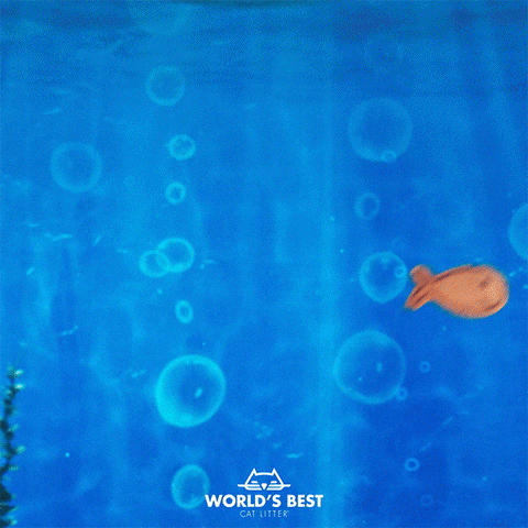 WorldsBestCatLitter fish swimming bubbles i see you GIF