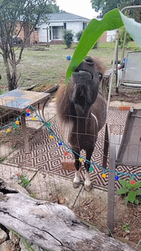 Roblox Silly Horse Game GIF - Roblox Silly horse game - Discover