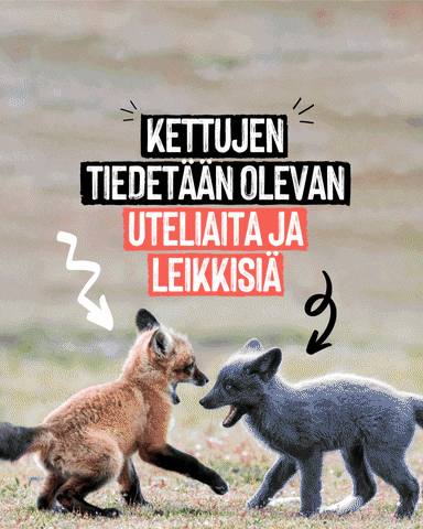 Animalia GIF