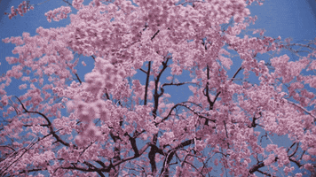 Cherry Blossoms Pink GIF by Sub Pop Records