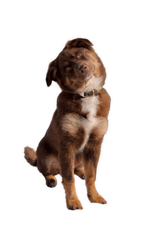 Dog Family Sticker by JusComte.de