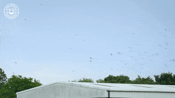 Bird Flying GIF by The Great British Sewing Bee