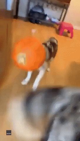 Dogs Pumpkin GIF by Storyful