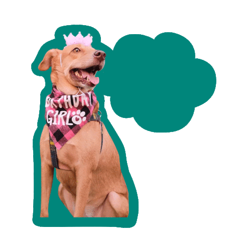 Shaweetheaspin Sticker by Awesome Pawsome Treats