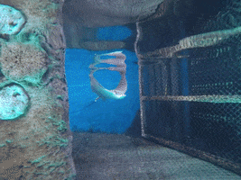 Spottedeagleray GIF by The Florida Aquarium