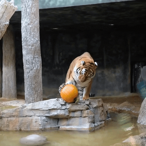 Pumpkin Zoo GIF by Storyful