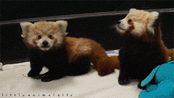 Red Panda Kiss Gif Red Panda Kiss Gif