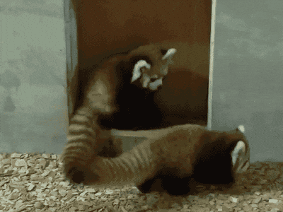 film frynser leje Red-pandas-tackle-and-cuddle GIFs - Get the best GIF on GIPHY