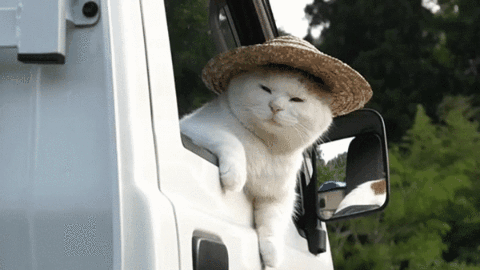 Cat Trucker GIF - Find & Share on GIPHY