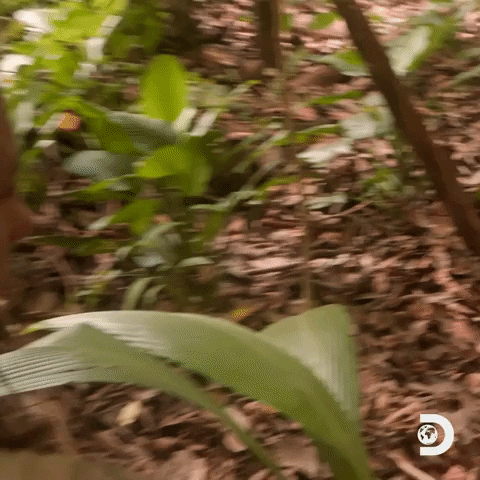 Naked And Afraid Ok GIF by Discovery