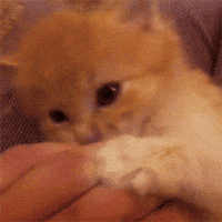 Cat Bite GIFs - Get the best GIF on GIPHY