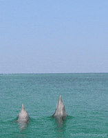 dolphins beaches GIF