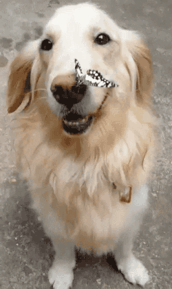 Dog Butterfly GIF - Find & Share on GIPHY