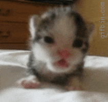 kitten roar GIF