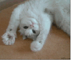 Cat Moving GIF