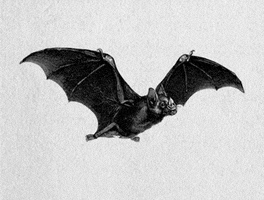 bat flying GIF