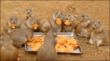 lunchtime GIF
