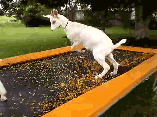  animals jumping bounce trampoline goats GIF