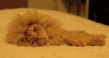 Sleep Lion GIF