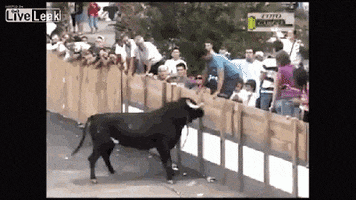bull fail GIF