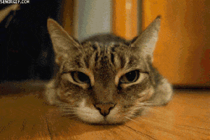 bloated cat GIF