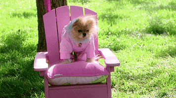 real housewives puppy GIF by RealityTVGIFs