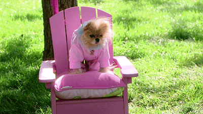 Real Housewives Puppy Gif By RealitytvGIF