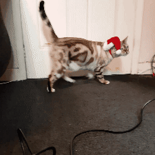 giphy.gif