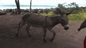 donkey GIF