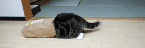 Video gif. A fat cat has its head and upper torso stuck in a brown paper bag and all we see is its tail wagging back and forth.