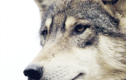 Wolf GIF - Find & Share on GIPHY