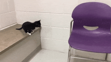 cat jump GIF by Nebraska Humane Society 