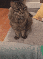 No celebro la navidad por Jesucristo, ni por Papá Noel, por puro placer materialista 200.gif?cid=7d74ad2ea763eawbeckwo1wixzfjsf9bkr20mggqi7hlhz52&rid=200