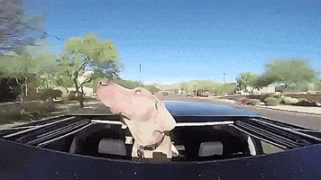 Wild-ride GIF