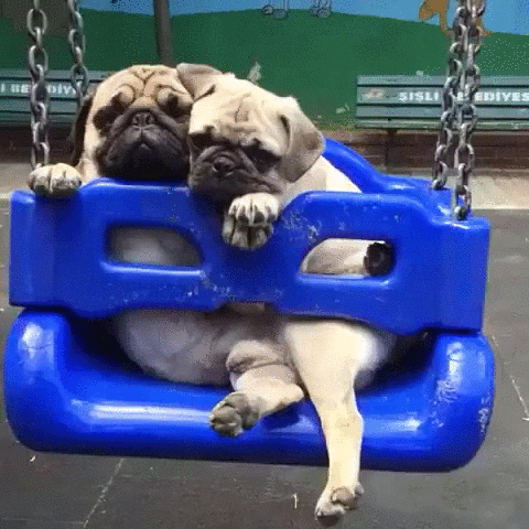 Swing Pug GIF - Find & Share on GIPHY