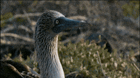 Blue-footed Boobys