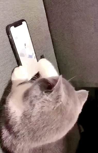 Cats Play GIF , Find \u0026 Share on GIPHY