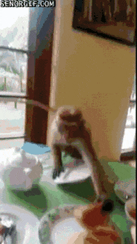 Best Monkey Gifs Primo Gif Latest Animated Gifs Best Monkey Gifs Primo Gif Latest Animated Gifs