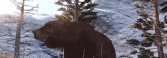red dead redemption bear GIF