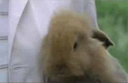 Video gif. A cute rabbit smiles in an exaggerated, almost human way. Another rabbit smiles back. 