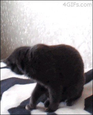 giphy.gif?cid=790b761106aff67229ac3ec721
