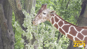 Hungry Chicago GIF by Brookfield Zoo