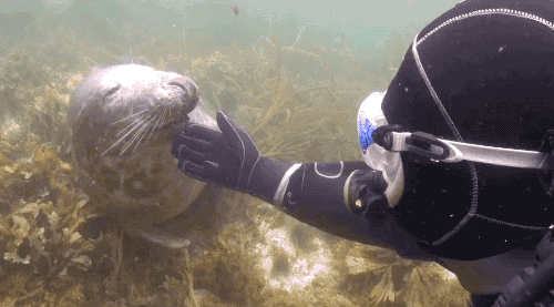 Seal Diver GIF - Find & Share on GIPHY