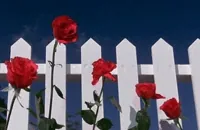 blue velvet flowers GIF
