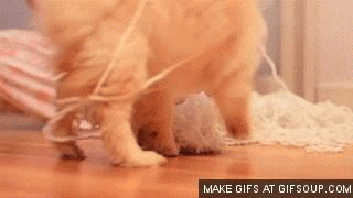 puppy playing GIF