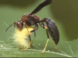 wasp larvae GIF