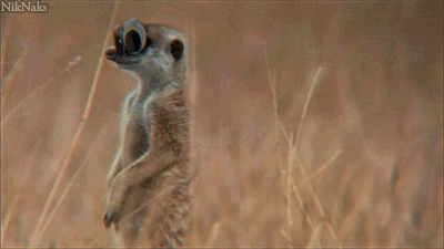 Googly Eyes Meerkat GIF