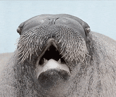 point defiance zoo and aquarium walrus GIF by Head Like an Orange