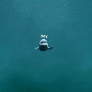 Image result for whale hey gif